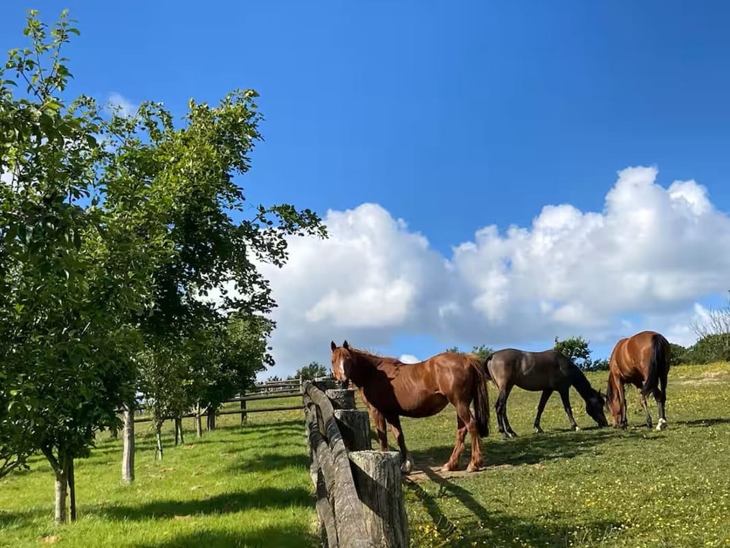 Broadwoodkelly, Winkleigh, EX19, photo 48